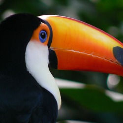 Toucan Toco keel billed  Aves Ramphastos