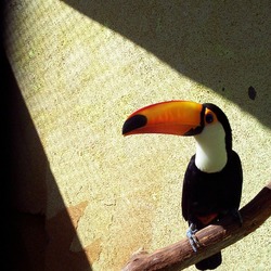 Toucan Toco keel billed  Ramphastos