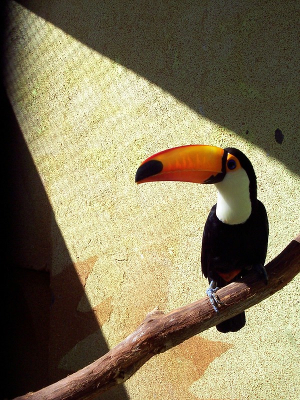 Toucan Toco keel billed  Ramphastos