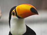 Toucan Toco keel billed closeup Ramphastos