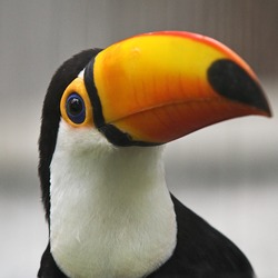 Toucan Toco keel billed closeup Ramphastos