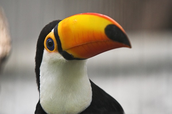 Toucan Toco keel billed closeup Ramphastos