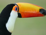 Toucan Toco keel billed whipsnade Ramphastos