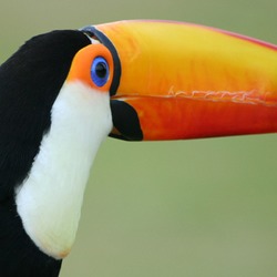 Toucan Toco keel billed whipsnade Ramphastos