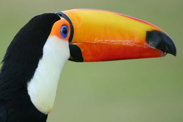 Toucan Toco keel billed whipsnade Ramphastos