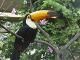 Toucan Toco london Ramphastos