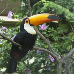 Toucan Toco london Ramphastos