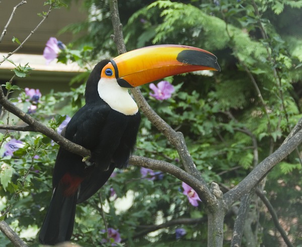 Toucan Toco london Ramphastos