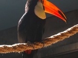 Toucan Toco_Toucan Beijing Zoo Ramphastos