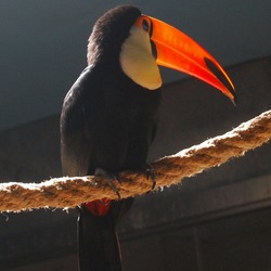 Toucan Toco_Toucan Beijing Zoo Ramphastos