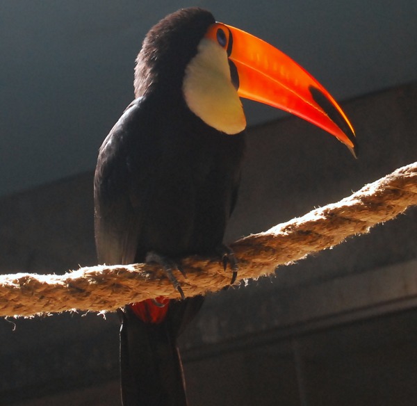 Toucan Toco_Toucan Beijing Zoo Ramphastos