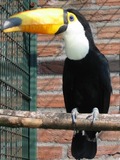 Toucan Toekan avifauna  Ramphastos