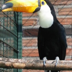 Toucan Toekan avifauna  Ramphastos