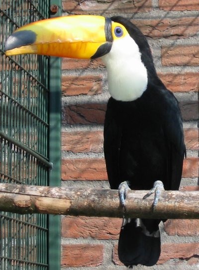 Toucan Toekan avifauna  Ramphastos