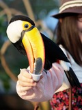 Toucan Toucan Kobe Kachoen Ramphastos