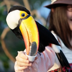 Toucan Toucan Kobe Kachoen Ramphastos