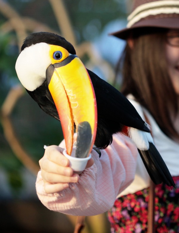 Toucan Toucan Kobe Kachoen Ramphastos