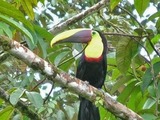 Toucan Photo Gallery