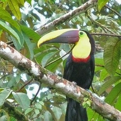 Toucan Toucan Ramphastos