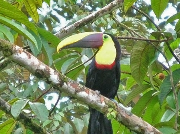 Toucan Toucan Ramphastos