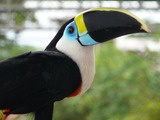 Toucan Toucan2007 Ramphastos