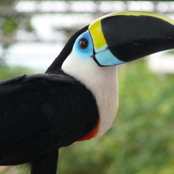 Toucan Toucan2007 Ramphastos