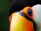 Toucan Toucan_close Ramphastos