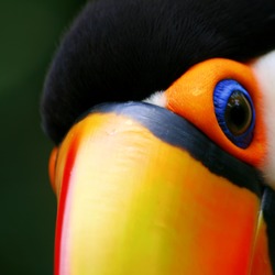 Toucan Toucan_close Ramphastos