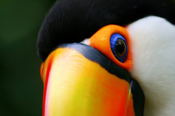 Toucan Toucan_close Ramphastos