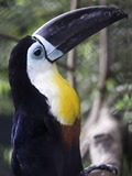 Toucan Toucan_play_that_game Ramphastos