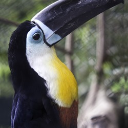 Toucan Toucan_play_that_game Ramphastos