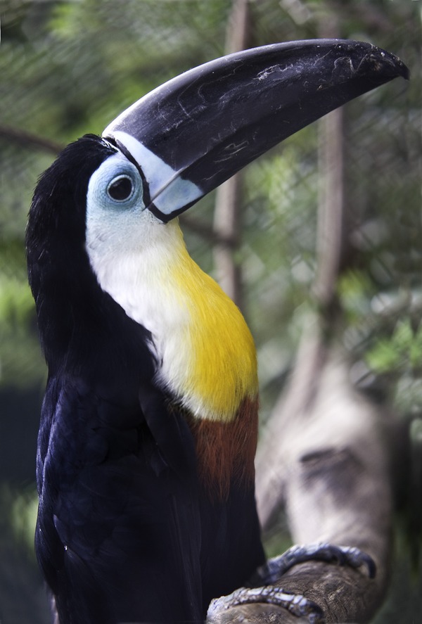 Toucan Toucan_play_that_game Ramphastos