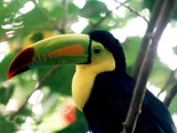 Toucan Tucan Ramphastos