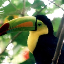 Toucan Tucan Ramphastos