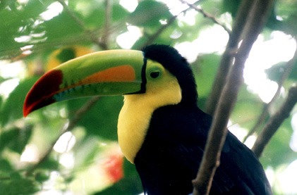 Toucan Tucan Ramphastos