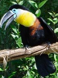 Toucan Tucan2 Ramphastos