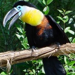 Toucan Tucan2 Ramphastos