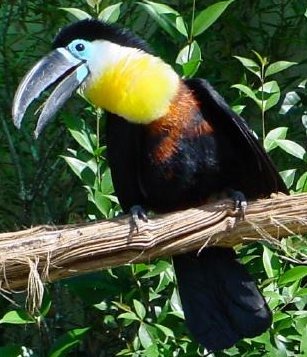 Toucan Tucan2 Ramphastos