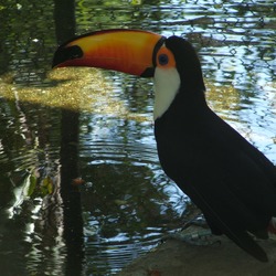 Toucan Tucano_6 Ramphastos