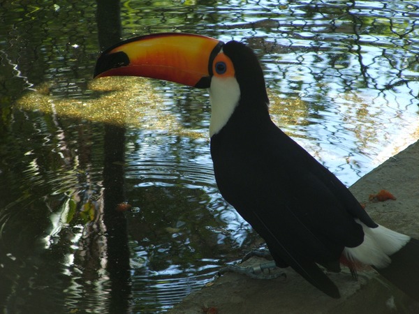 Toucan Tucano_6 Ramphastos