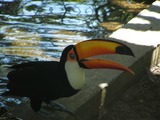 Toucan Tucano_7 Ramphastos