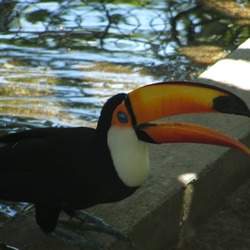 Toucan Tucano_7 Ramphastos