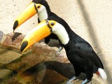 Toucan VPW_Riesentukane Ramphastos