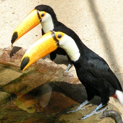 Toucan VPW_Riesentukane Ramphastos