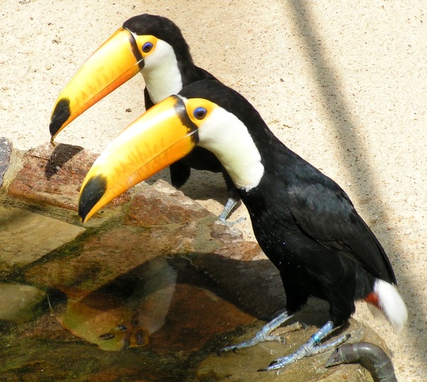 Toucan VPW_Riesentukane Ramphastos