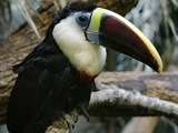 Toucan White-throated_Toucan Ramphastos