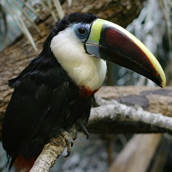 Toucan White-throated_Toucan Ramphastos