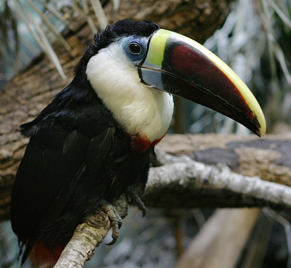 Toucan White-throated_Toucan Ramphastos