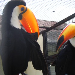 Toucan keel billed toucans Ramphastos