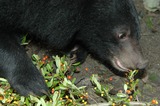 Asian Black Bear Photo Gallery